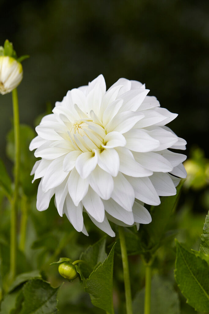 Dahlia Dekorativ Lady Liberty 1-pack